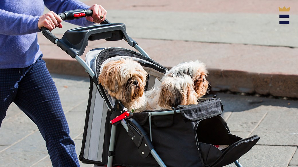 dog strollers allowed in stores