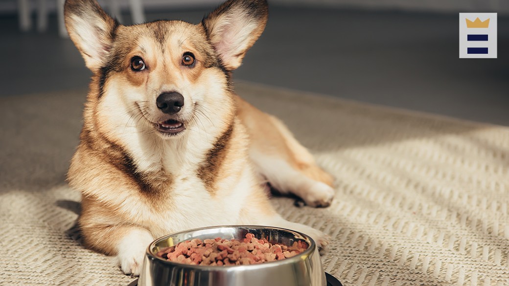 best dog food for picky eaters 2021