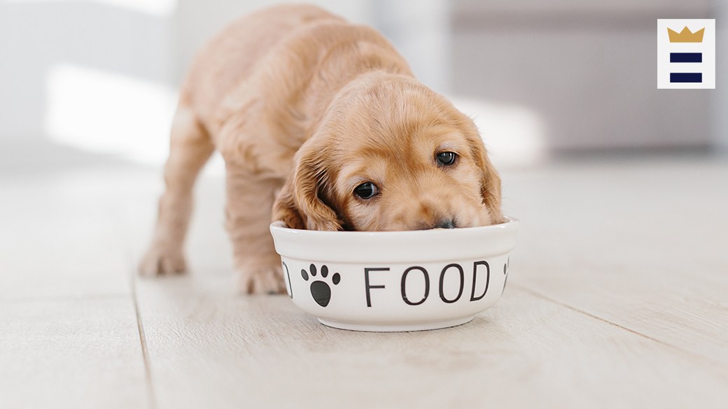 The Best Liquid Dog Food Chicago Tribune