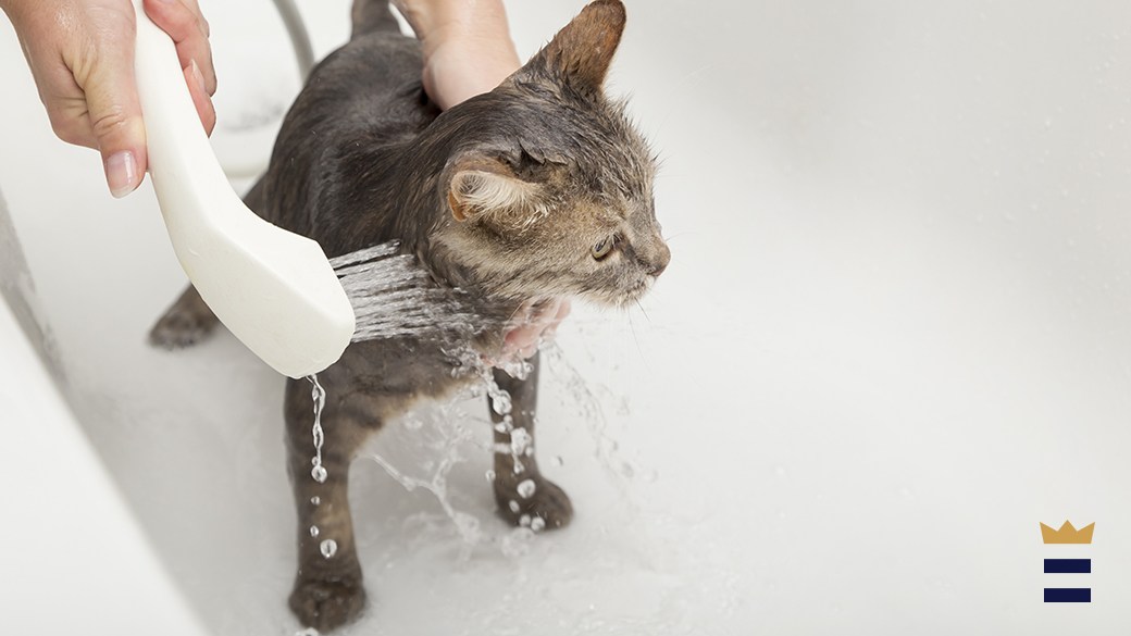 cure cat dandruff