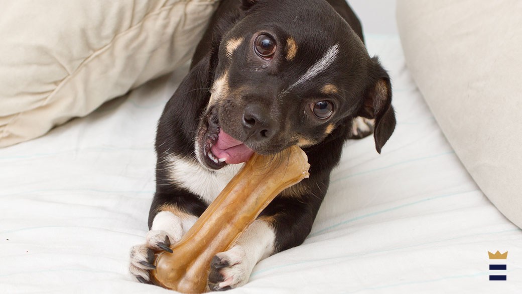 benebone break teeth