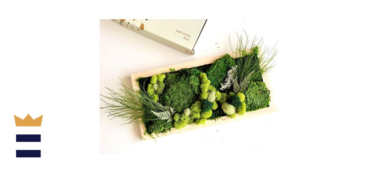 DIY Moss Wall Art Frame Kit – NaturelyBox