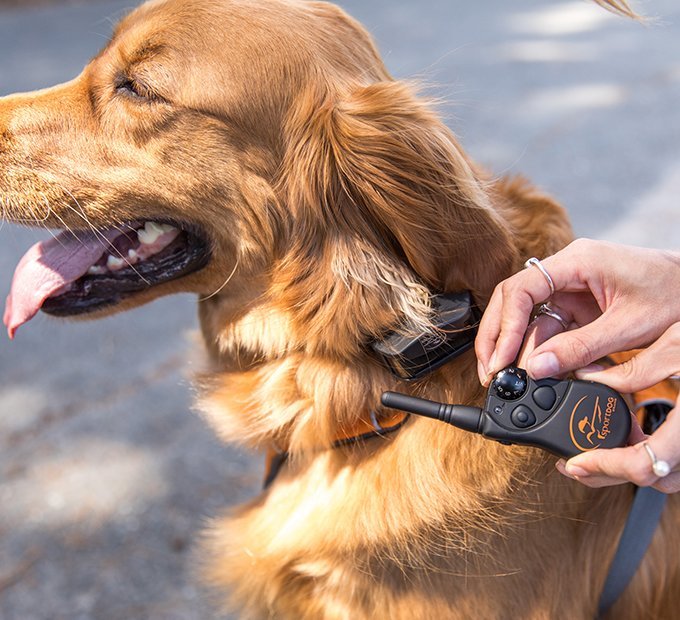 5 Best Shock Collars Oct. 2017 BestReviews