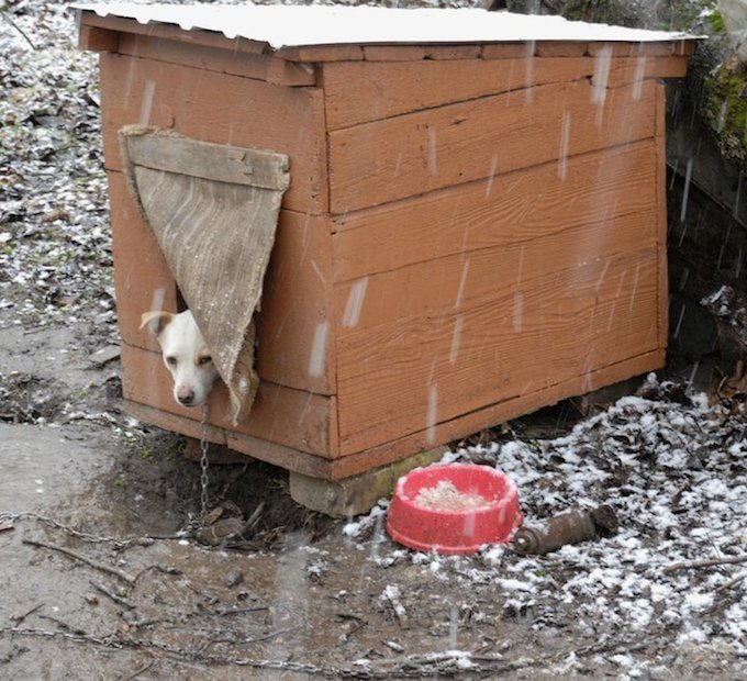 Petmate Indigo Igloo Style Dog House Reviews Petmate Indigo Igloo Style Dog House Reviews