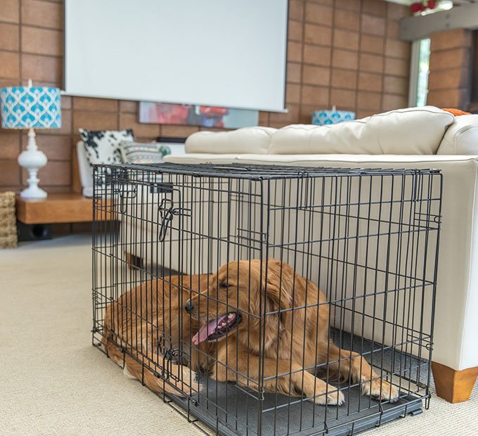 5 Best Dog Crates Dec. 2017 BestReviews