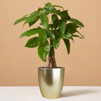 The Sill Money Tree Plant
