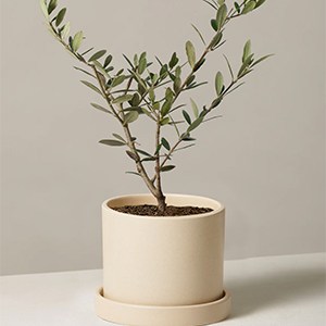 The Sill Olive Tree