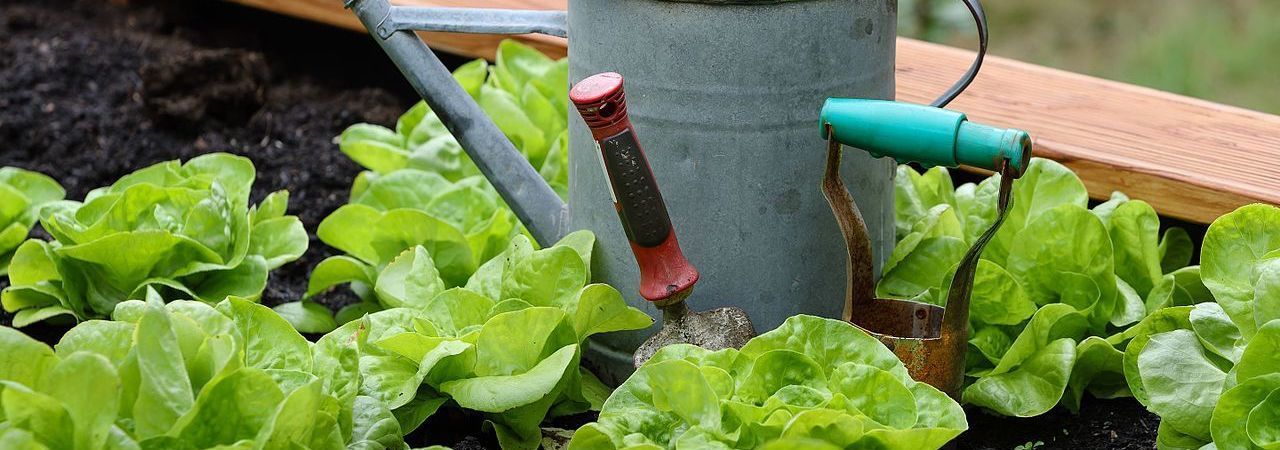 5 Best Garden Fertilizers May 2020 Bestreviews
