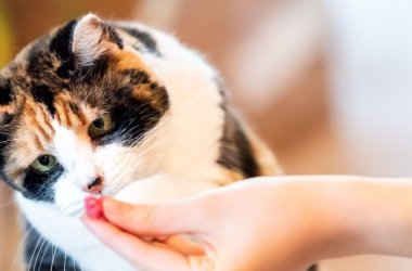 Dental Cat Treats