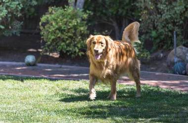 Outdoor Dog Beds