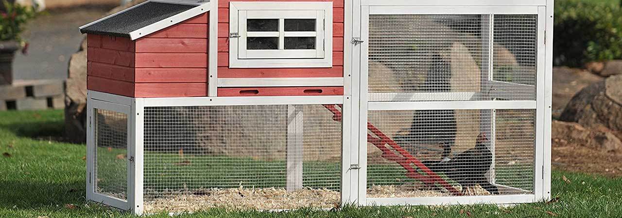 The Best Chicken Coop and Accessories of 2024