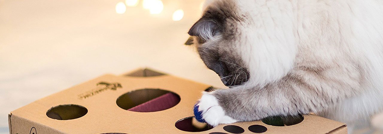 5 Best Interactive Cat Feeders Mar 2020 Bestreviews