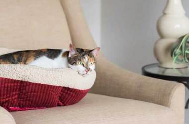 Heated Pet Beds