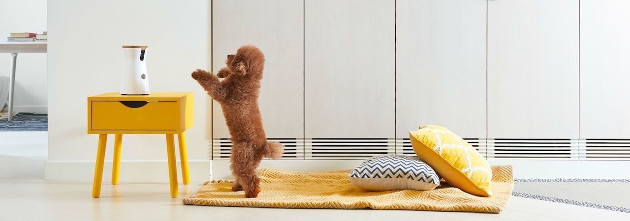 5 Best Dog Cameras – Mar. 2024
