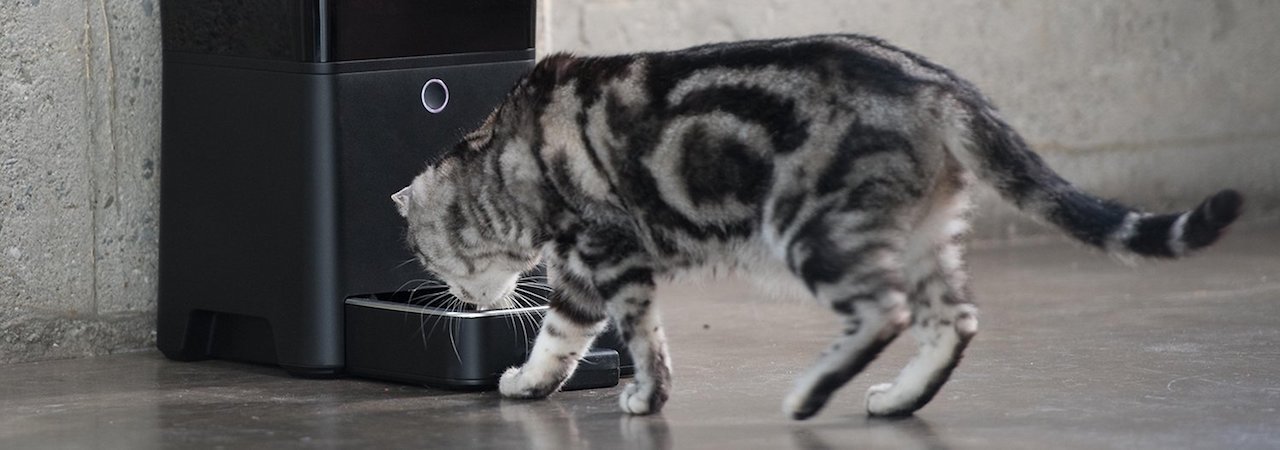 5 Best Automatic Cat Feeders Mar 2020 Bestreviews