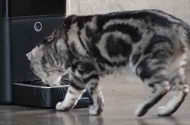 Automatic Cat Feeders