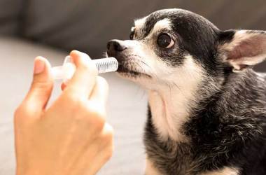 Dog Dewormer Solutions