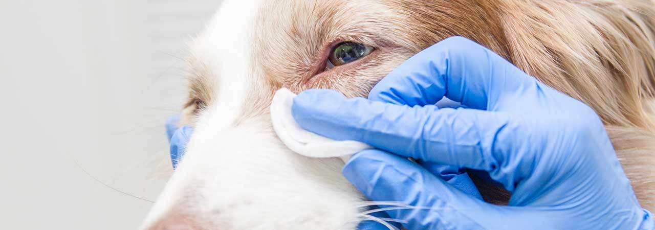 burt's bees dog tear stain remover