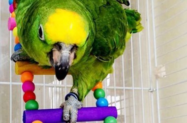 Bird Ladders
