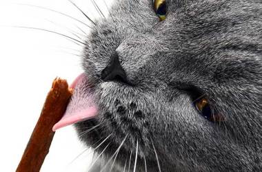 Lickable Cat Treats