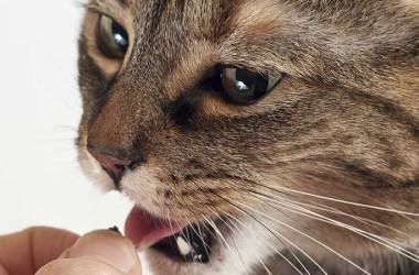Human-Grade Cat Treats