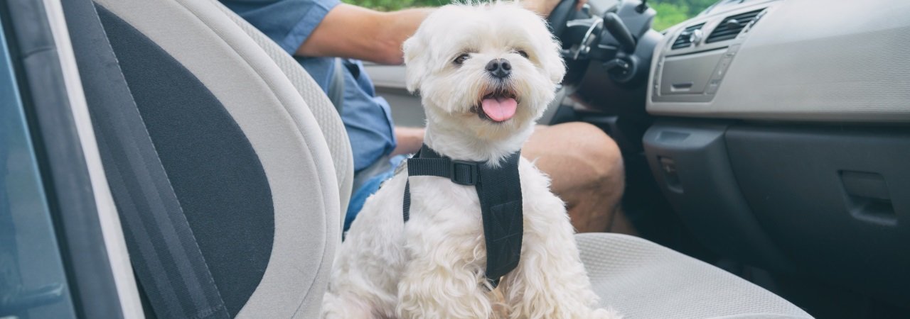 Best Dog Seat Belt >> 5 Best Dog Seat Belts Oct 2019 Bestreviews Best Dog Seat Belt >> 5 Best Dog Seat Belts Oct 2019 Bestreviews