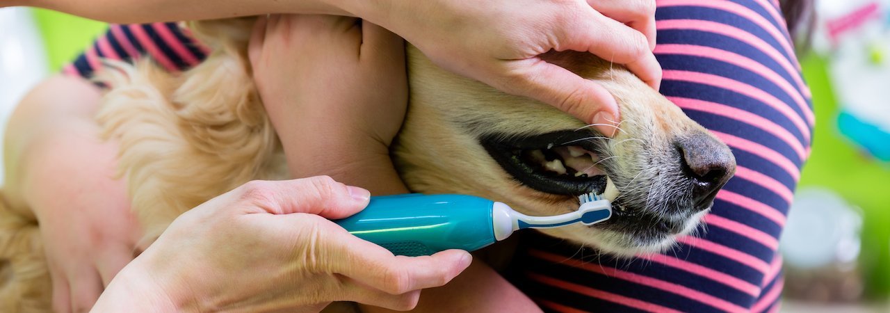 can dog toothpaste cause upset stomach