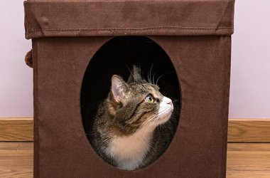 Cat Houses