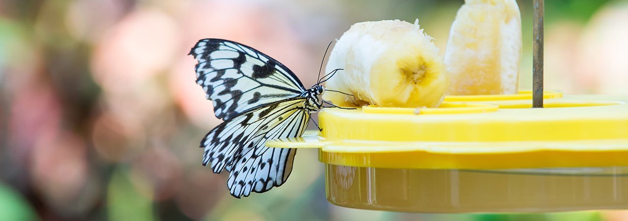 5 Best Butterfly Feeders Mar 2020 Bestreviews