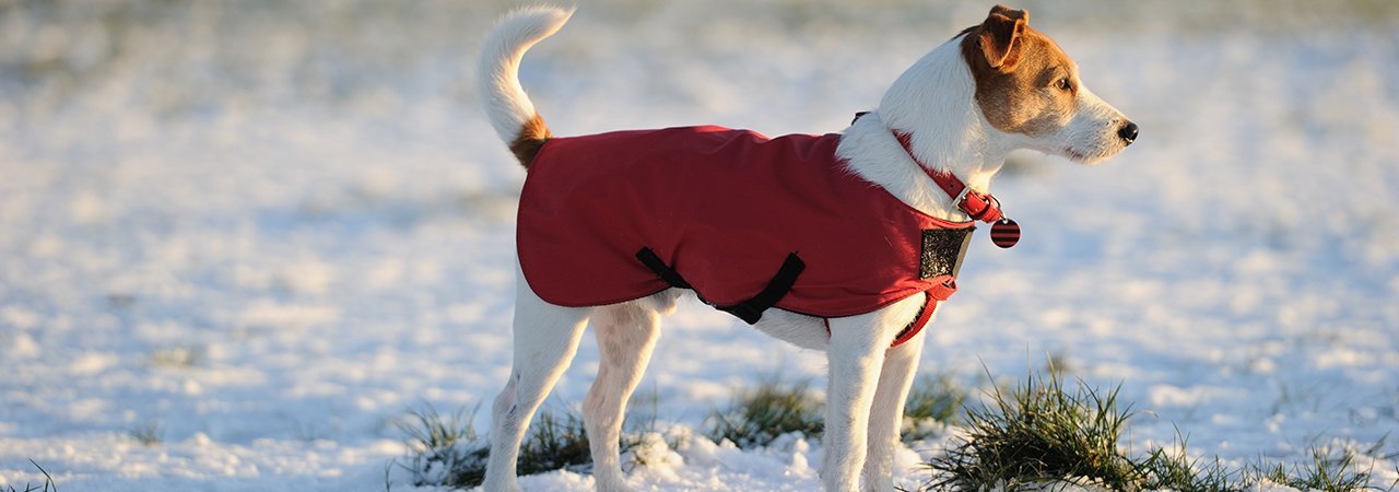 arsenal dog kit