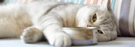 Feeding Your Fluffy Friend How Many Cans Of Fancy Feast Per Day Are U 