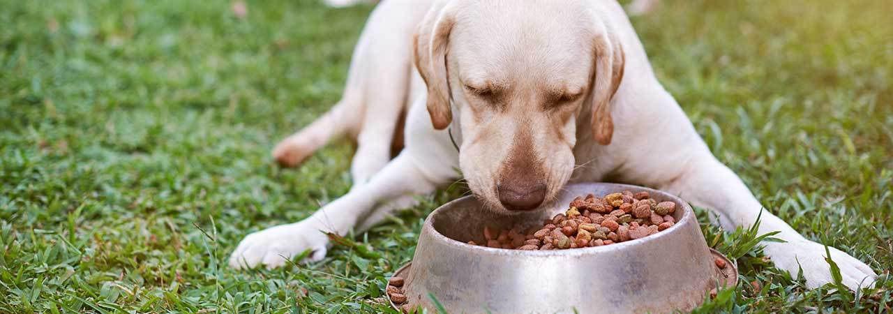 5 Best Dog Food Toppers - Nov. 2024 - BestReviews