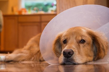 Recovery Cones for Dogs