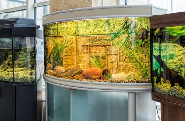 Aquarium Stands