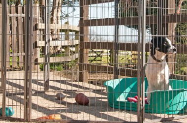 Outdoor Pens for Dogs