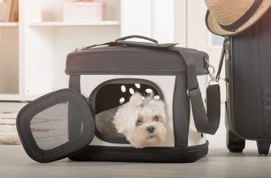 Soft-sided Carriers for Dogs