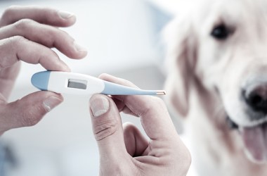 Dog Thermometers