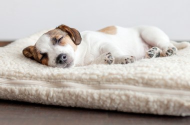 Dog Bed Covers