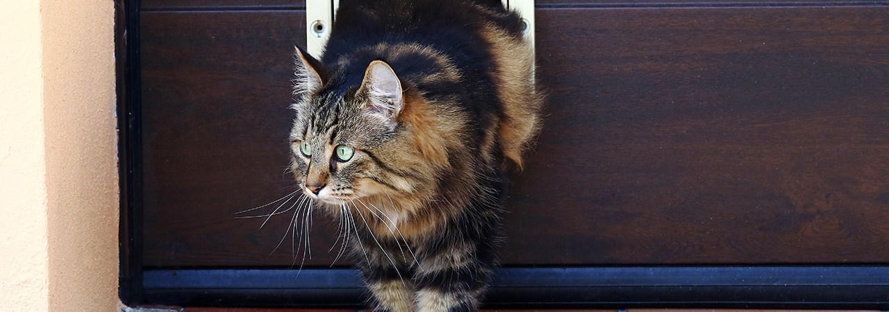 5 Best Cat Doors Aug 2024 BestReviews   Adobestock 222878497 4e0ea7 