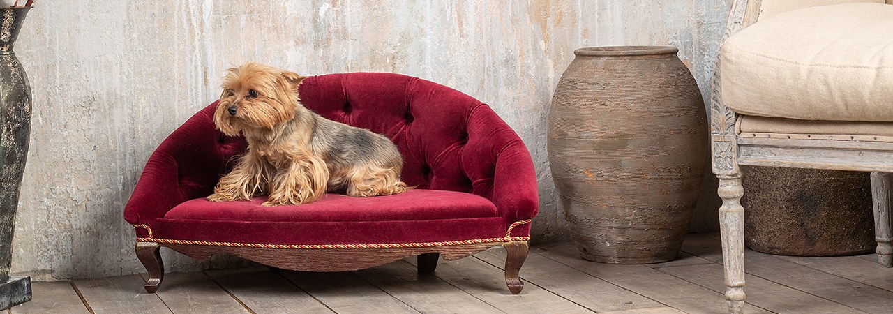 5 Best Dog Chairs Feb 2024 BestReviews   Adobestock 245319361 9de462 