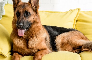 Dog Sofas