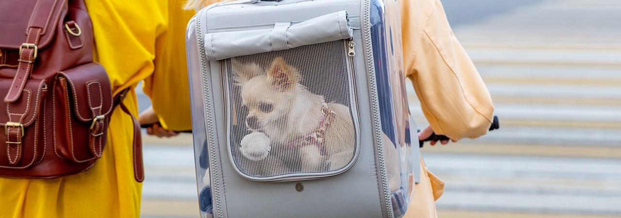 The 7 Best Dog Backpack Carriers of 2024, Tested and Reviewed