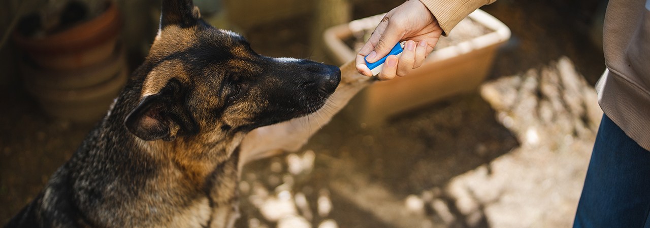 3 Best Dog Training Clickers (11+ Tested & Reviewed!) - Dog Lab