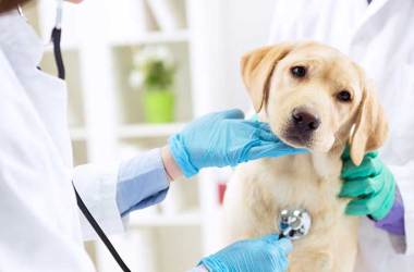 Pet Insurance Providers