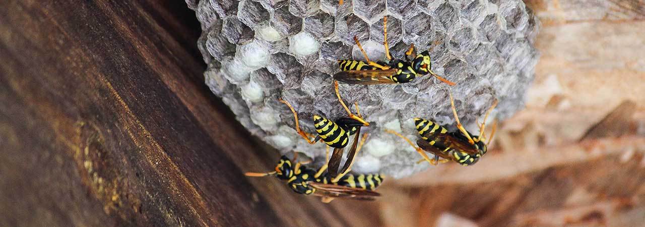 5 Best Wasp Sprays Oct 21 Bestreviews