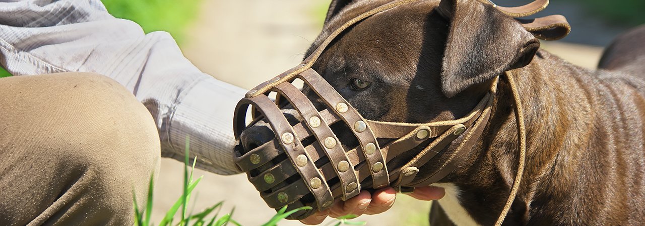 best dog muzzle