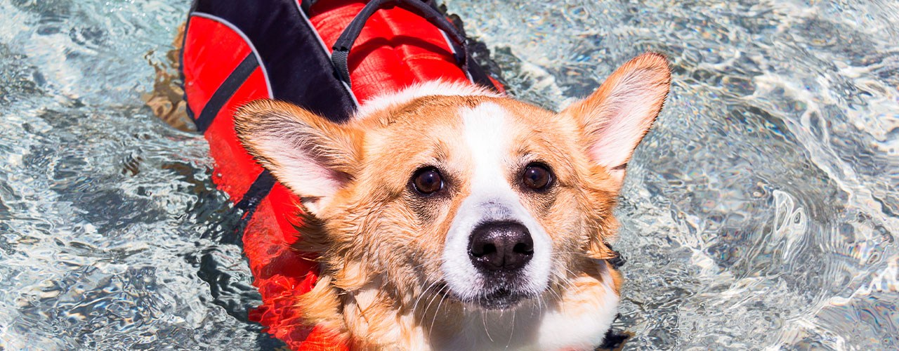 https://cdn.bestreviews.com/images/v4desktop/chubby/best-dog-life-jackets.jpg