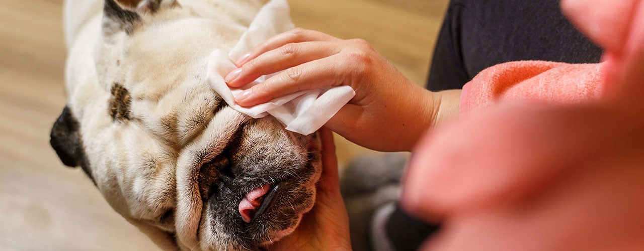 5 Best Wet Wipes for Dogs and Cats Aug. 2024 BestReviews