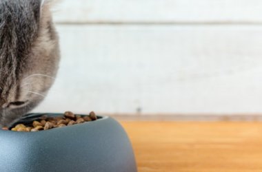 Freeze-Dried Cat Food
