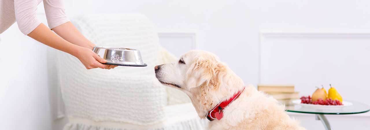 Freezer Dog Food A Guide to Nourishing Your Canine Companion.
